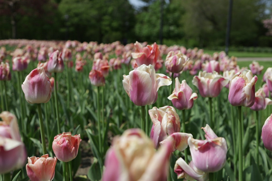 Blush tulips in bloom