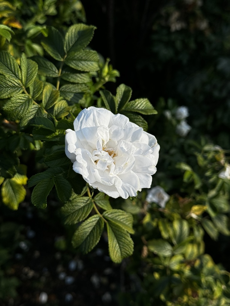 White rose in soft light